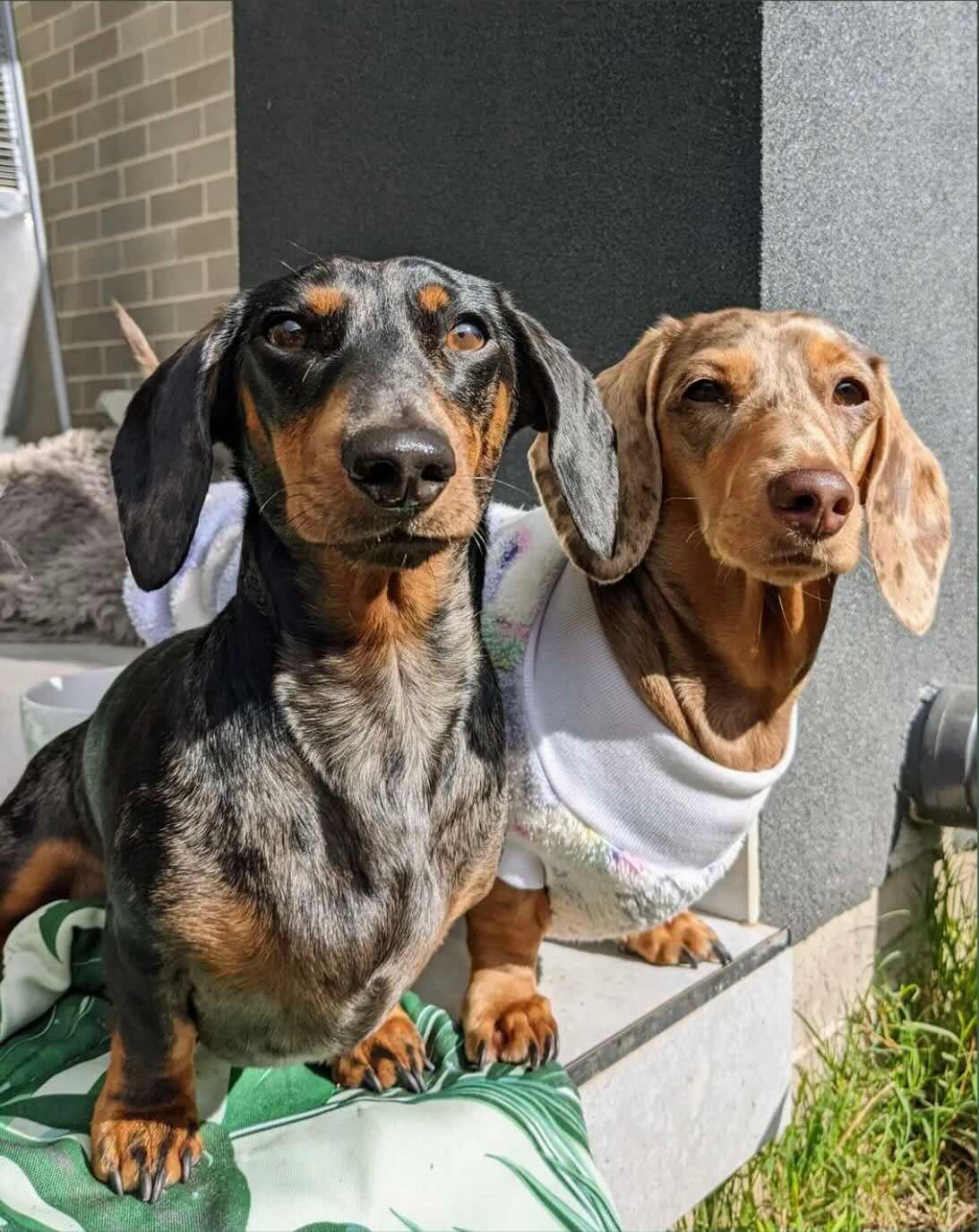 Harvey and Maple dachshund lovers