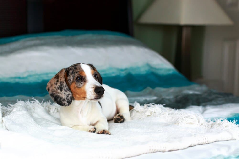 Piebald Dachshund puppy resting on bed – Dachshund Lovers