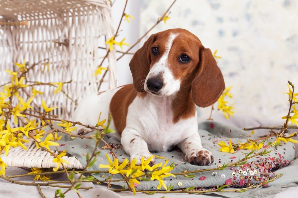 Piebald Dachshund lying among yellow flowers – Dachshund Lovers