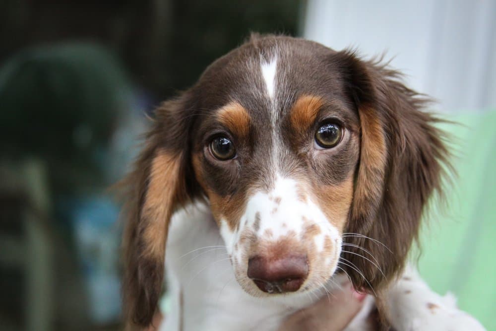 Piebald Dapple Dachshund with long hair and brown-white coat – Dachshund Lovers