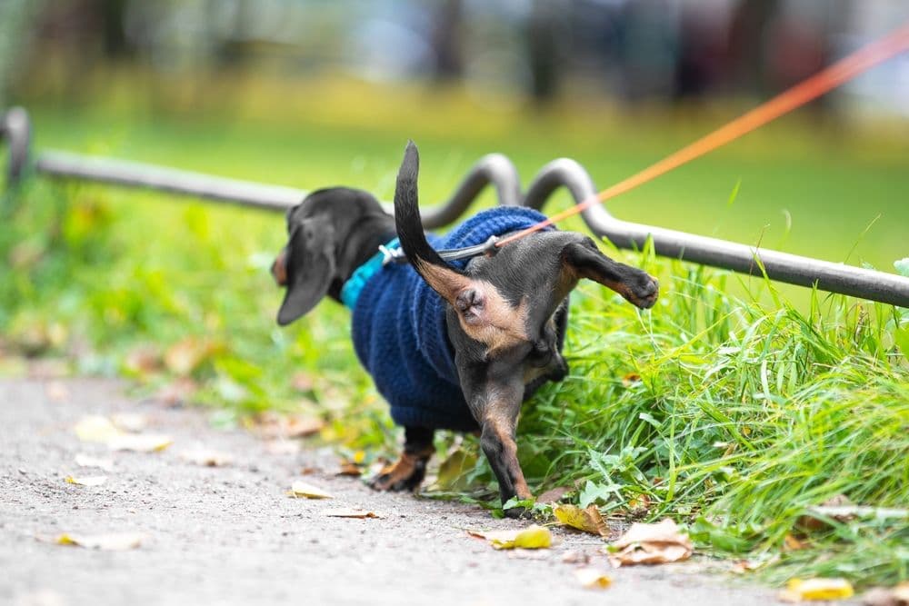 Potty Train Mini Dachshund – black and tan miniature Dachshund wearing blue sweater lifting leg to pee during outdoor leash walk – Dachshund Lovers