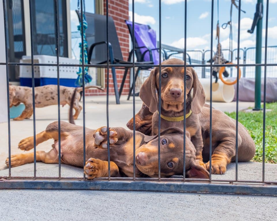 Puppy Names for Dachshunds – playful brown Dachshund puppies relaxing together in a fenced outdoor play area – Dachshund Lovers