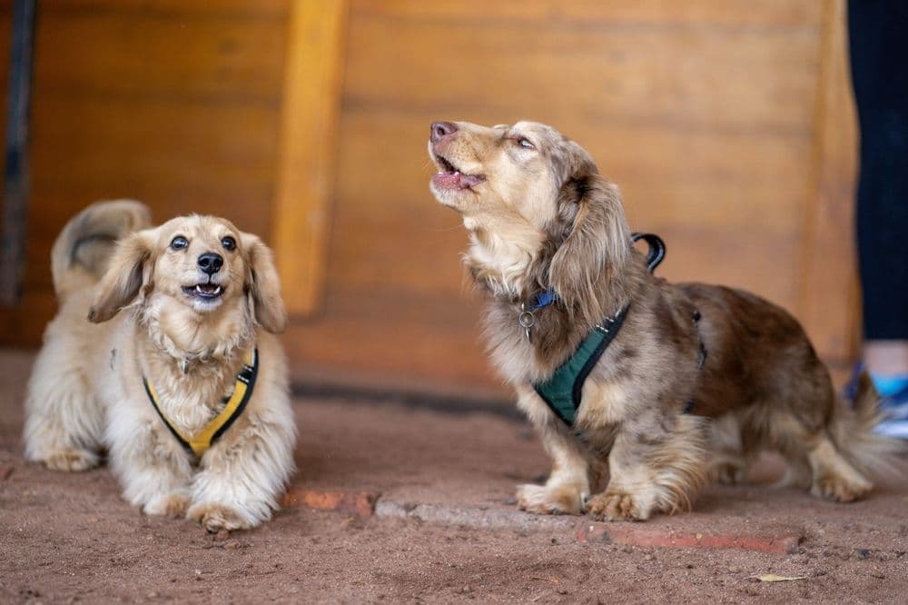 Dachshund Training – two long-haired Dachshunds barking and socialising indoors wearing harnesses – behaviour training and reactivity management for Dachshunds – Dachshund Lovers