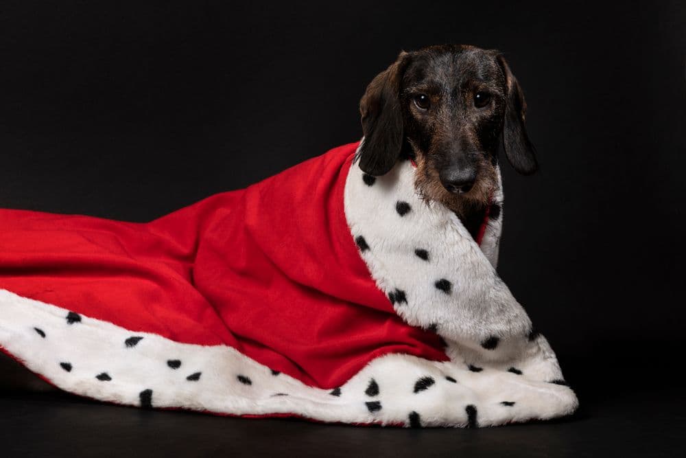 Royal Dachshunds – wirehaired Dachshund wrapped in red and white regal cloak on black background – Dachshund Lovers