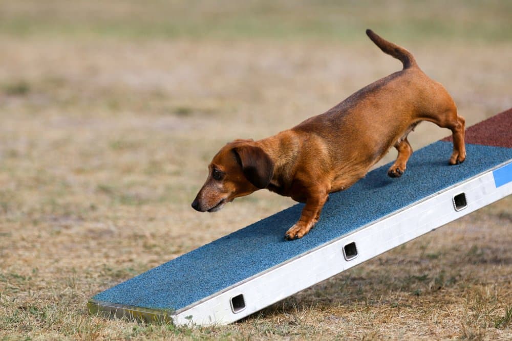 Sable Dachshund walking down an agility ramp in a grassy field – Dachshund Lovers
