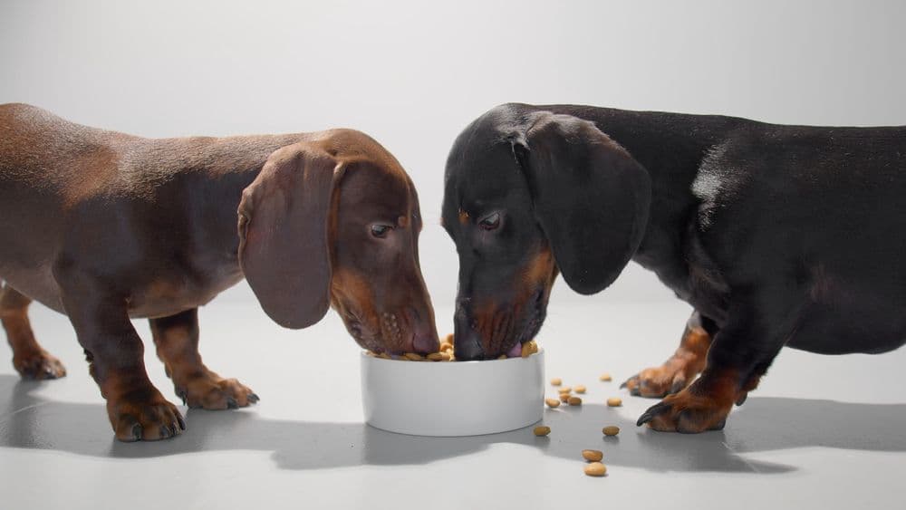 What Can Dachshunds Eat – two Dachshunds sharing a bowl of dry dog food on white background – healthy diet and feeding habits – Dachshund Lovers