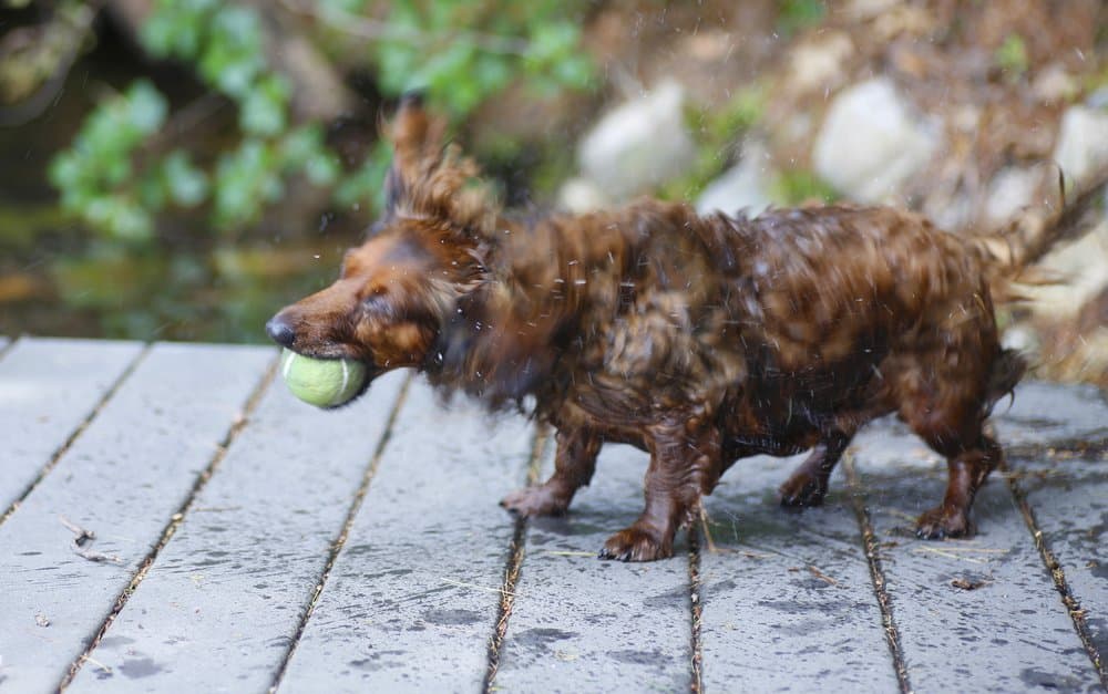 Why Do Dachshunds Shake – long-haired Dachshund shaking off water after swimming with tennis ball in mouth – Dachshund Lovers