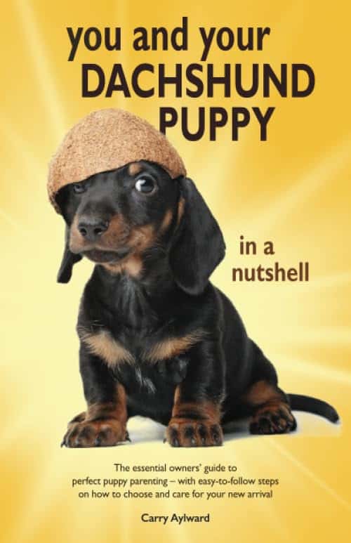 You and Your Dachshund Puppy in a Nutshell