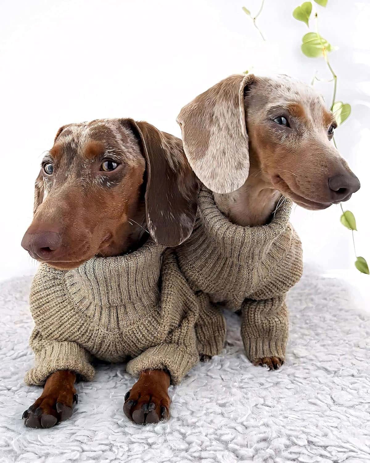 Thermal Dog Sweater Sage Green Fitwarm