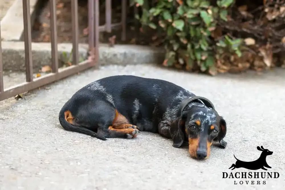 Dachshund stubbornness – black and tan dapple dachshund lying down on concrete path refusing to move, Dachshund Lovers logo in corner