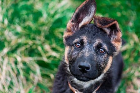 German Shepherd Dachshund Mix for Sale & Adoption Guide – young German Shepherd Dachshund Mix puppy outdoors – Dachshund Lovers