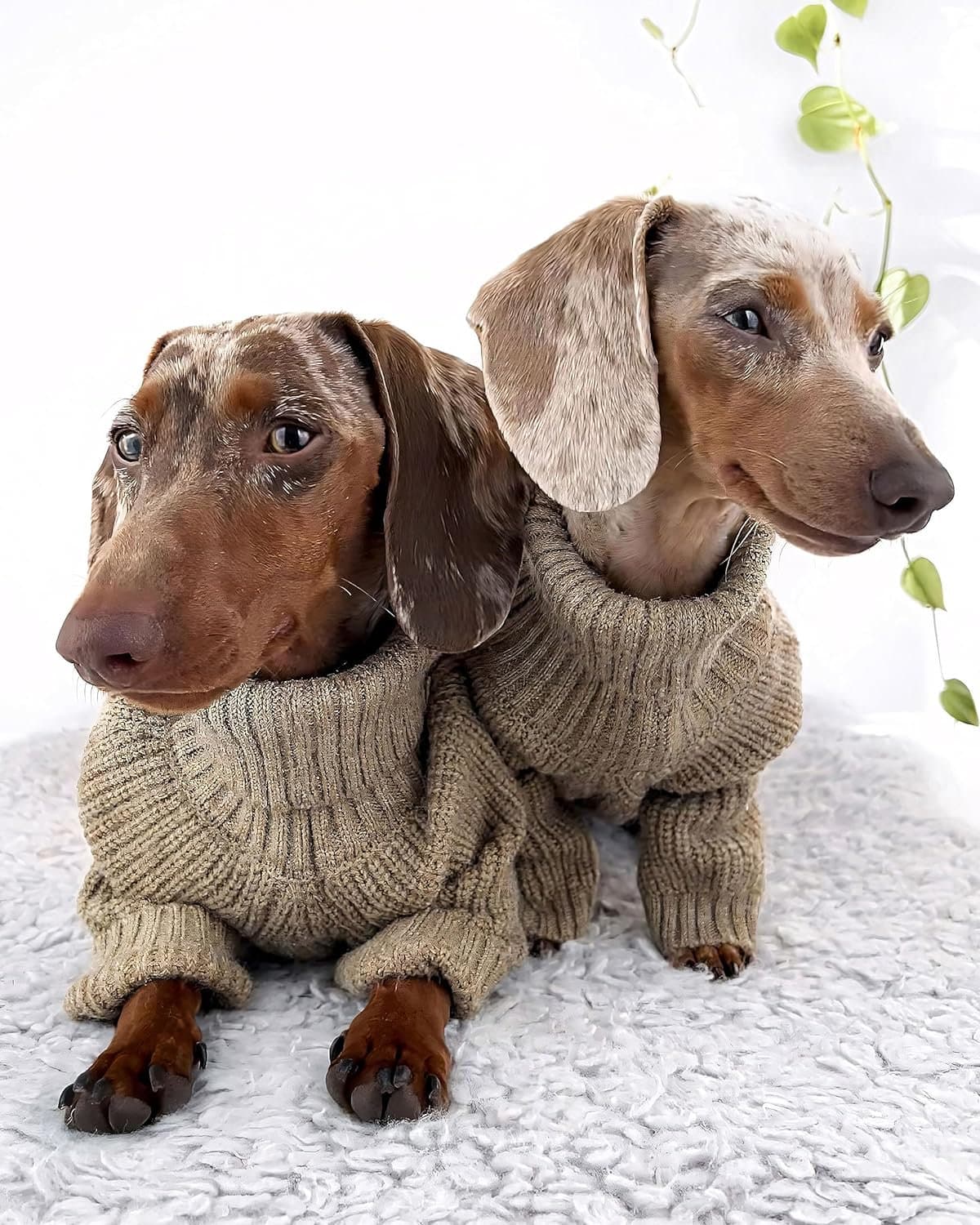 two dapple chocolate dachshunds fitwarm thermal dog sweater sage green
