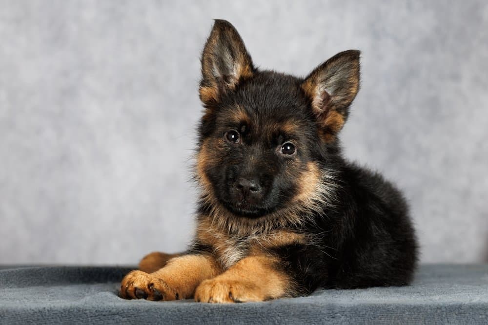 German Shepherd Dachshund Mix Puppies – fluffy black and tan puppy resting on a soft blanket – Dachshund Lovers