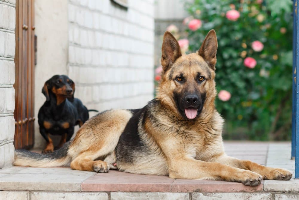 German Shepherd Dachshund Mix Temperament & Personality – German Shepherd and Dachshund resting outdoors – Dachshund Lovers