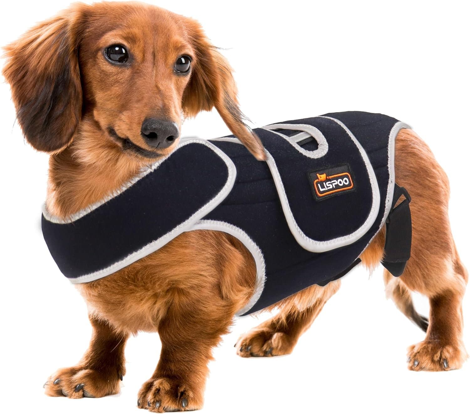 dog brace ivdd dachshund