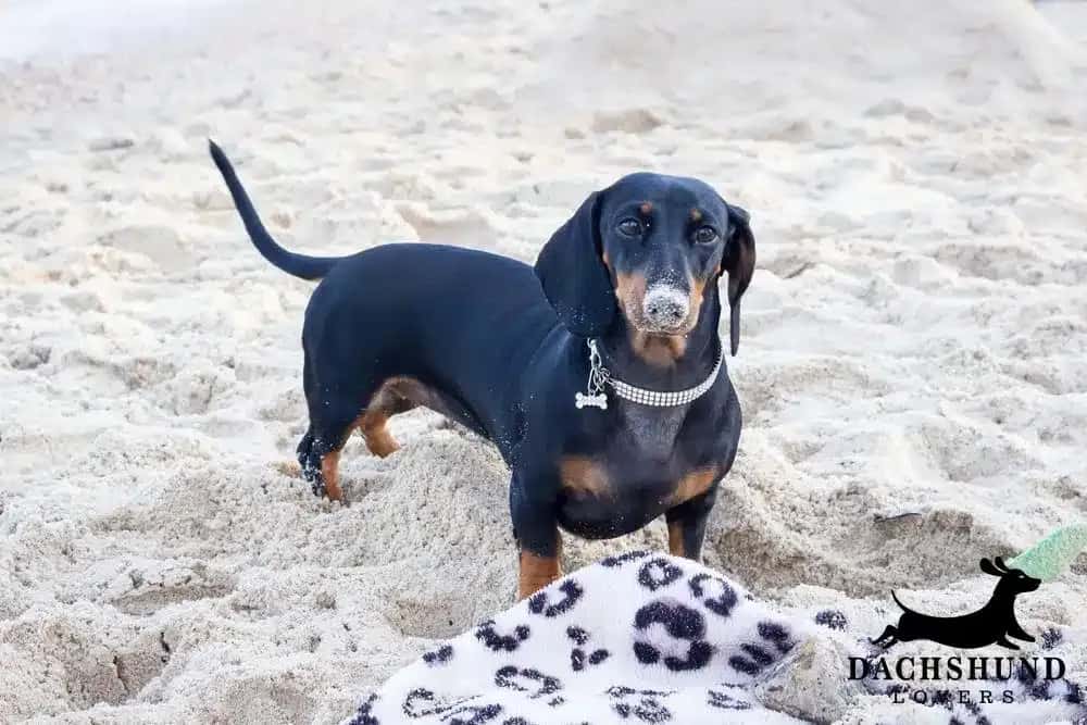 Black and tan smooth-haired dachshund standing on the sand at the beach with a sandy nose and a blanket nearby – Dachshund Lovers