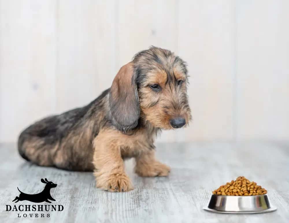 Wire-haired dachshund puppy looking at bowl of kibble diet food