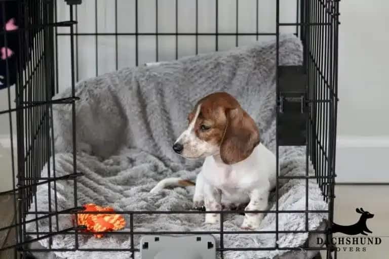 Brown and white dachshund puppy sitting in crate on soft gray blanket with toy
