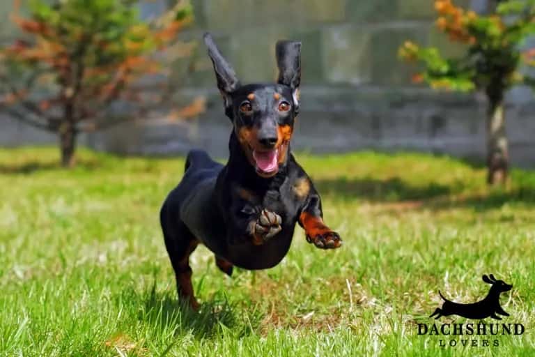 Happy black and tan dachshund running outdoors on grass, showing energy