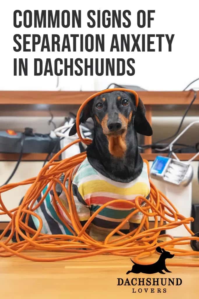 black and tan dachshund in striped shirt tangled in orange extension cord indoors