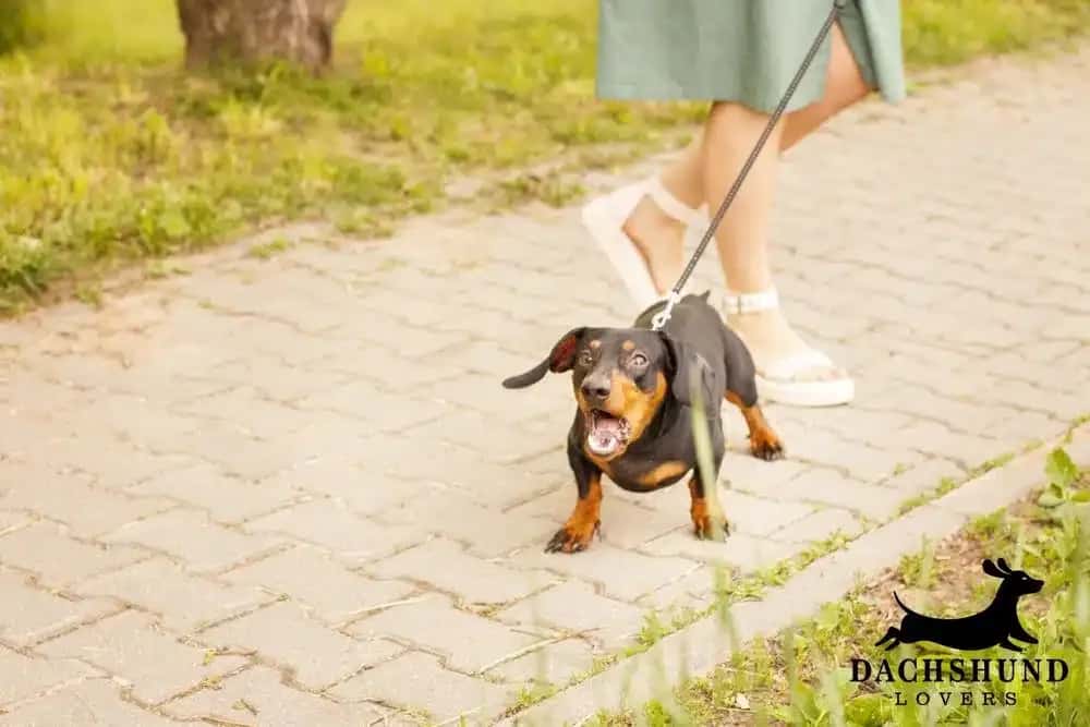 A dachshund on a leash barking aggressively while walking outdoors