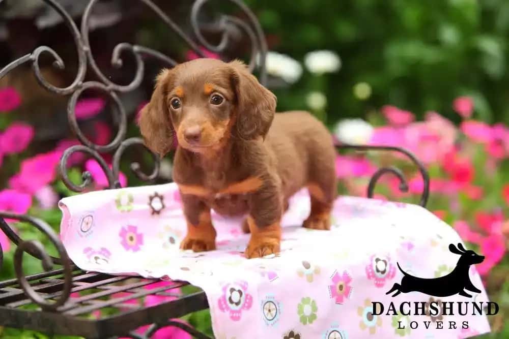 Brown dachshund puppy stands on a floral blanket covering an ornate metal chair. Bright flowers