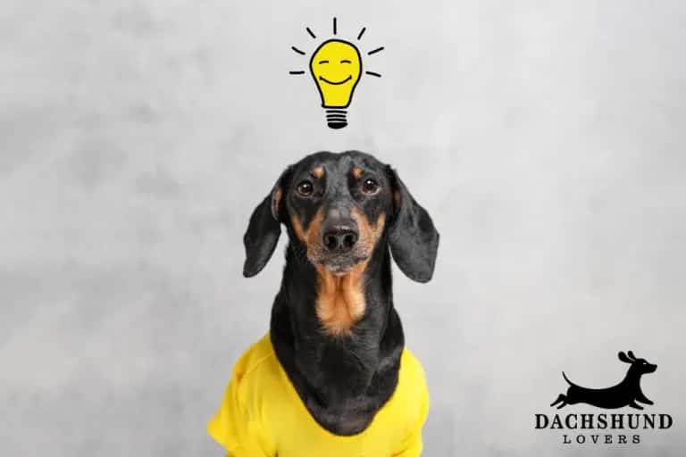 Dachshund Brain. Black and tan dachshund in yellow shirt with light bulb illustration above head