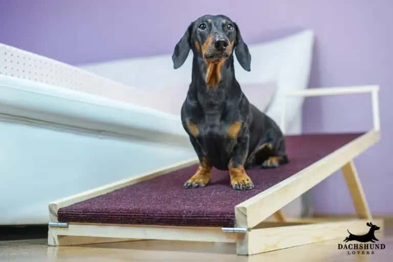 A dachshund stands confidently on a burgundy pet ramp beside a bed