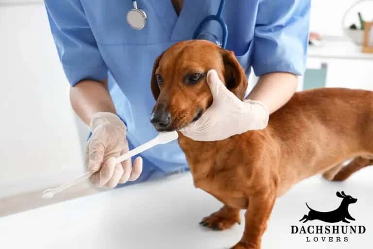 Veterinarian examining dachshund’s teeth with toothbrush to diagnose causes of bad breath