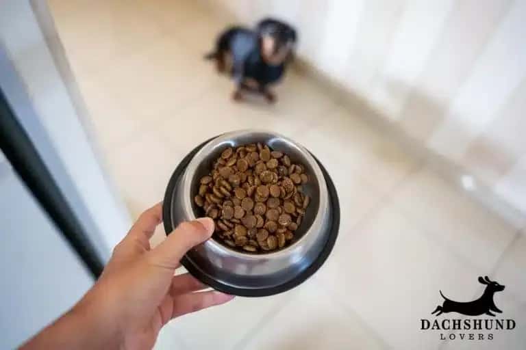Hand holding bowl of dog food with dachshund in background, diet and weight loss strategies