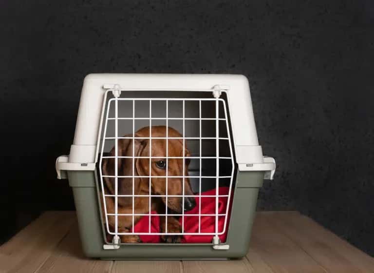 A small brown dog sits inside a plastic pet carrier on a wooden surface,