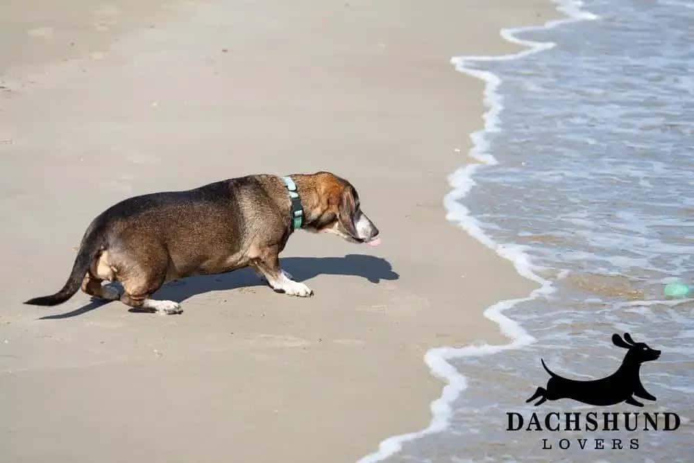 Dachshund cautiously approaching the ocean waves on a sandy beach, learning to swim for the first time – how to introduce a dachshund to swimming – Dachshund Lovers