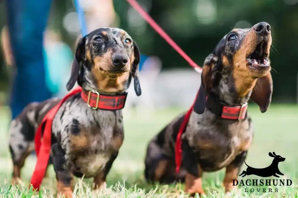 Two dapple dachshunds on red leashes, one barking while the other looks calm