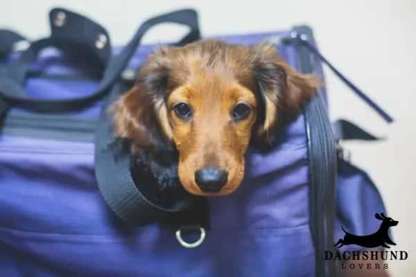 A dachshund puppy peeks its head out of a navy blue bag, looking curious and playful.