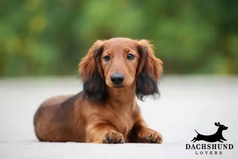 Young red dachshund with black-tipped ears lying on ground outdoors