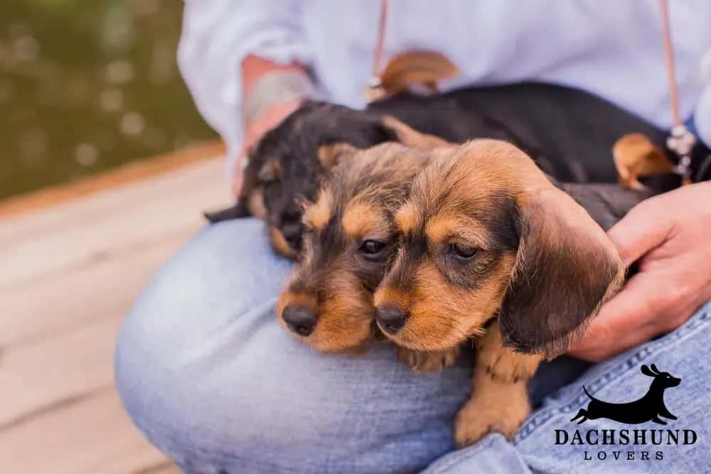 3 week old dachshund puppies preparing for weaning sitting on owner's lap