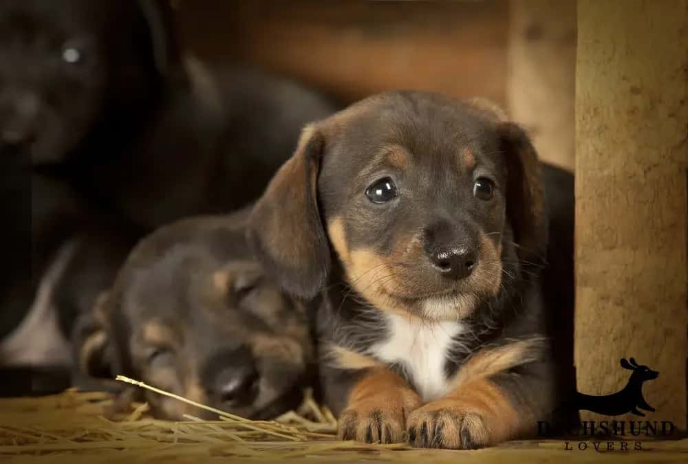 Two adorable dachshund puppies rest on straw in a wooden crate. One is alert with shiny eyes, while the other sleeps peacefully. The scene is cozy and warm.