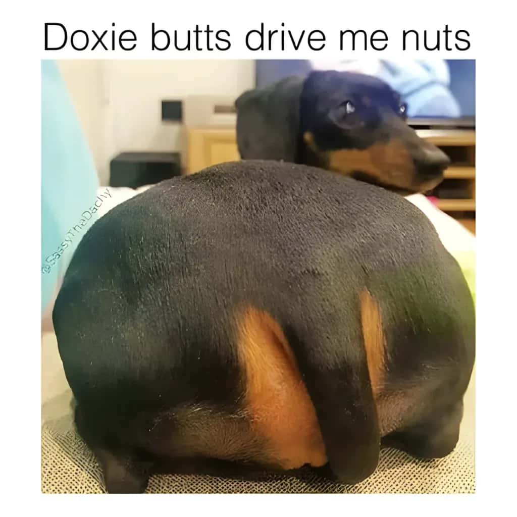 Funny dachshund meme with a close up of a doxie butt and caption Doxie butts drive me nuts