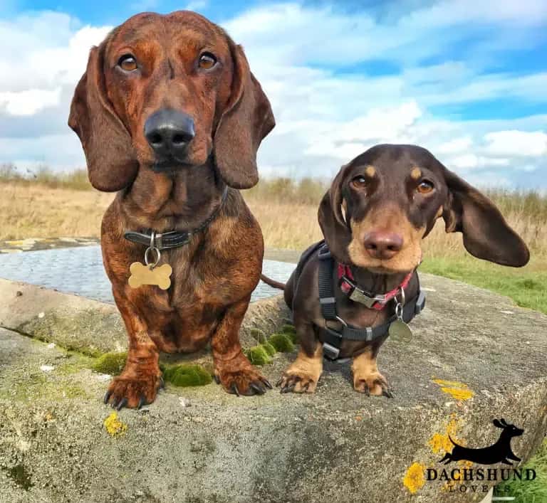 Miniature vs standard dachshunds standing outdoors, comparing size differences and how they affect daily exercise needs – Dachshund Lovers