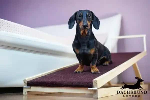 Black and tan dachshund using a wooden ramp for safe bed access and back protection