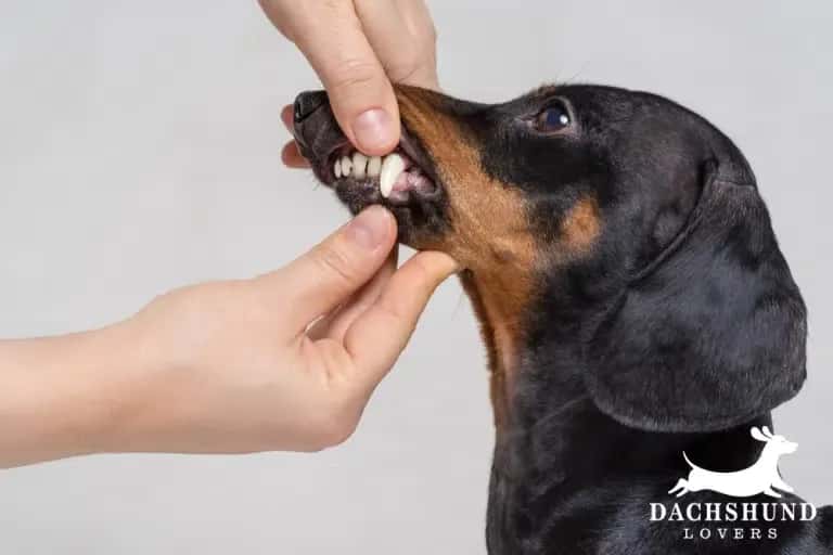 Checking dachshund teeth for signs of bad breath, tartar buildup, and dental problems