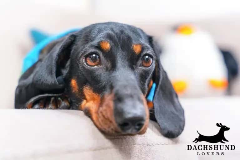 A dachshund rests its head on a light-colored sofa, wearing a blue garment. The dog gazes forward