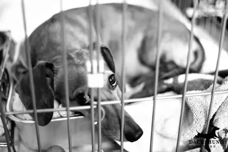 A sad dachshund lies on a soft bed inside a cage, gazing through the bars with expressive eyes.