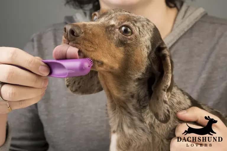 Dachshund having teeth brushed with a finger brush to prevent bad breath and dental disease