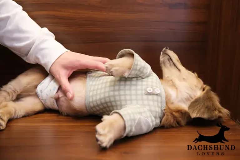 Owner gently massaging a dachshund’s belly to relieve constipation and improve digestion