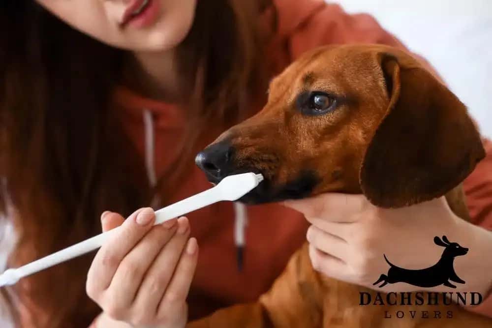 Owner brushing dachshund’s teeth with toothbrush for dental health and tartar prevention