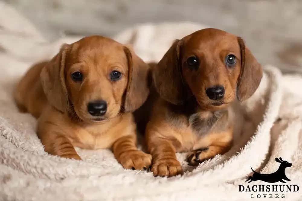 two adorable short-haired dachshund puppies lying together on a soft beige blanket