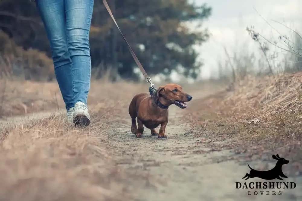 Dachshund walking on a leash outdoors, representing the importance of choosing the social circle