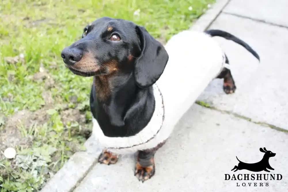 Black and tan dachshund wearing a white sweater outdoors on pavement