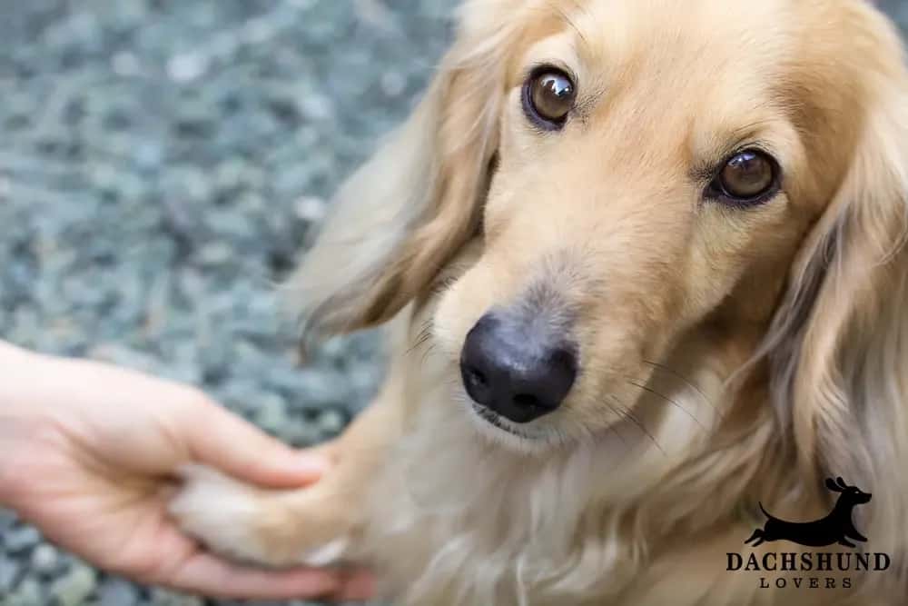 Long-haired dachshund with soft, The dog’s gentle eyes convey warmth and trust.